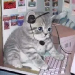 Sticker Имбовые котики @stikirstipo - 2