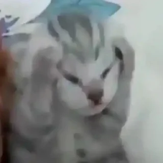 Sticker Имбовые котики @stikirstipo - 9