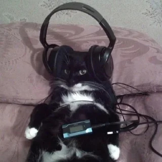 Sticker Имбовые котики @stikirstipo - 8