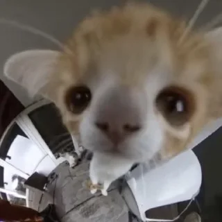 Sticker Имбовые котики @stikirstipo - 1