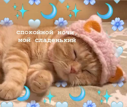 cat animal small to medium-sized cats