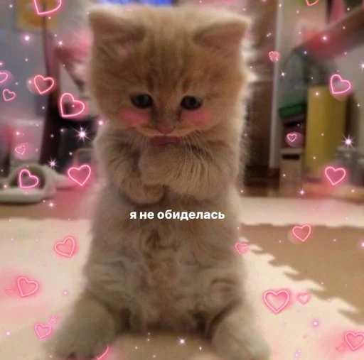 small to medium-sized cats cat indoor