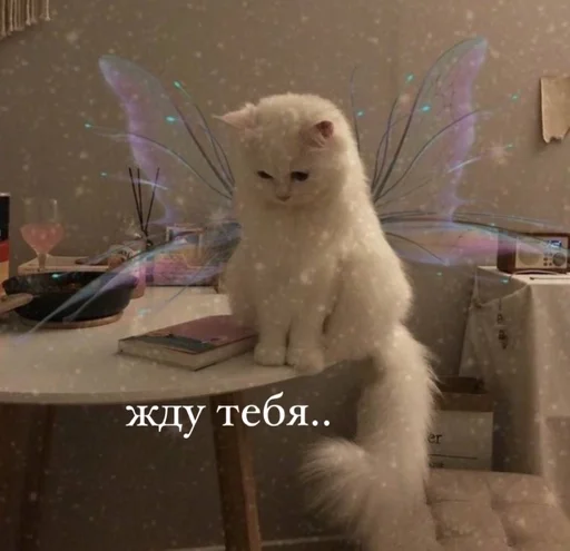 animal mammal indoor