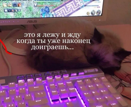 text animal computer