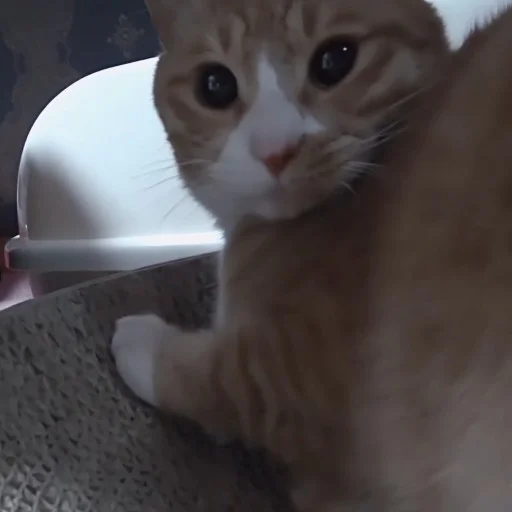 small to medium-sized cats cat indoor