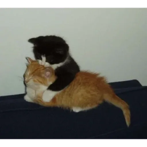 Sticker Indirka85477928_by_StickerG_bot - 1