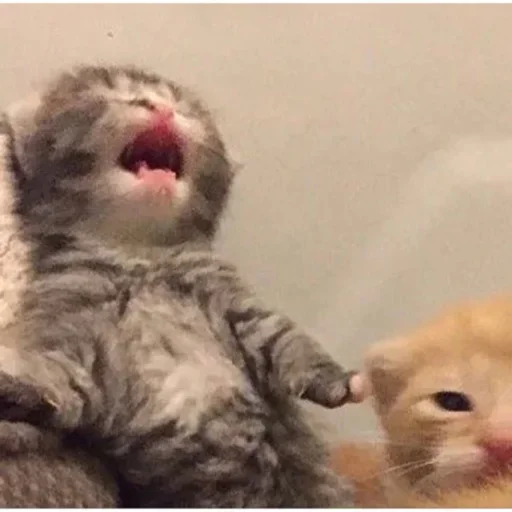 Sticker Indirka85477928_by_StickerG_bot - 1