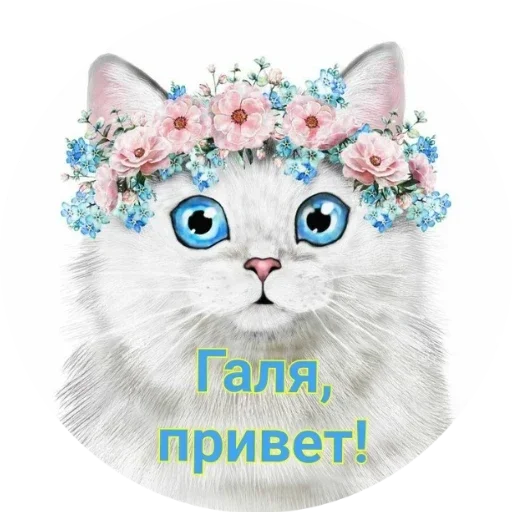 small to medium-sized cats cat domestic cat