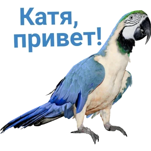 animal bird parrot