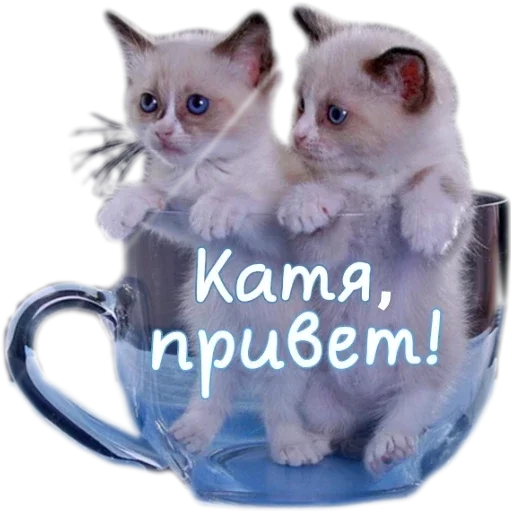 small to medium-sized cats domestic cat animal