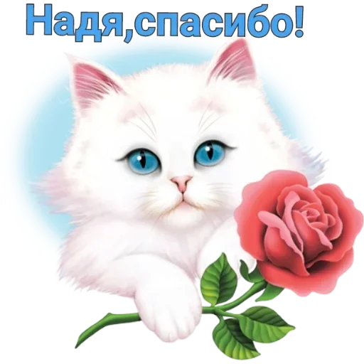 flower cat small to medium-sized cats