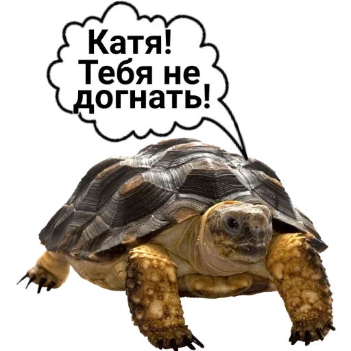 mammal reptile animal