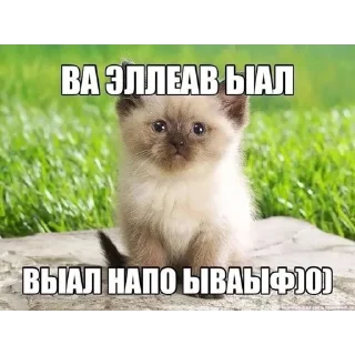 Sticker Всё в силе? | @m1khailbr_stickerbot - 7