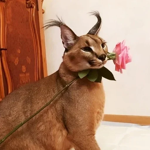 кошка животное млекопитающее