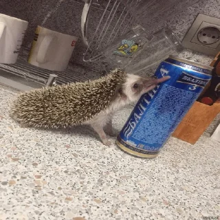 Sticker Эйфория и Боня - 11