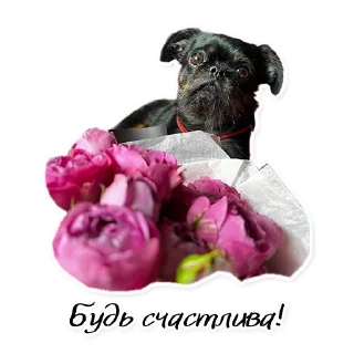 Стикер СТАЯ - 0