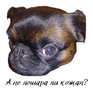 Стикер СТАЯ - 11