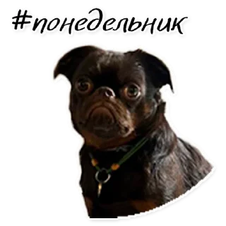 Стикер СТАЯ - 5