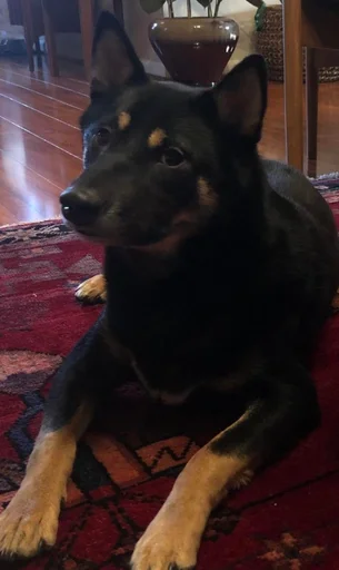 Sticker Shiba inu! @FriedNoodle - 7