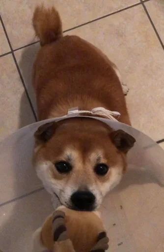 Sticker Shiba inu! @FriedNoodle - 5