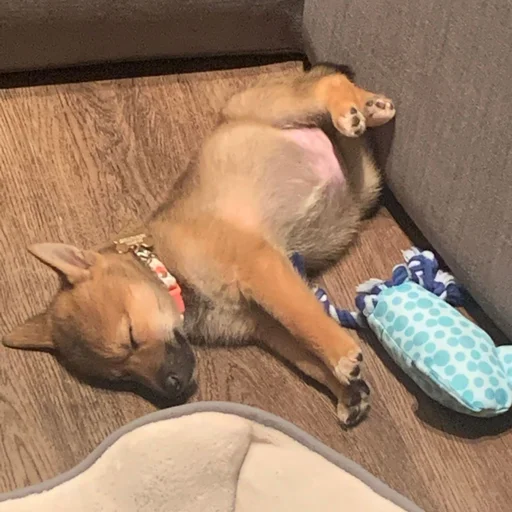 Sticker Shiba inu! @FriedNoodle - 4