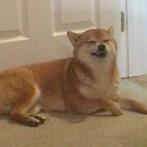 Sticker Shiba inu! @FriedNoodle - 1