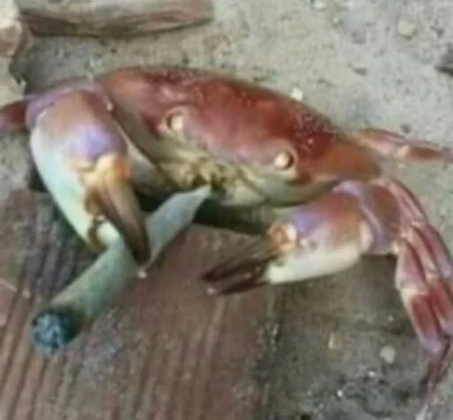 животное беспозвоночный краб