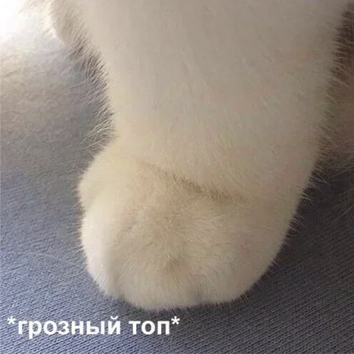 Стикер IoLRsVE_by_achestickbot - 1