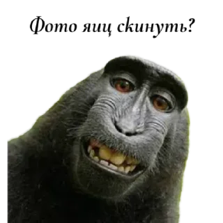 Стикер ✨ by @stqrapp - 10