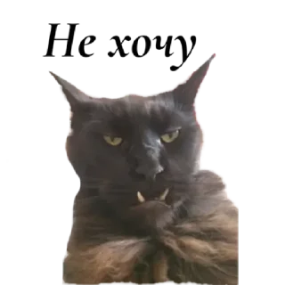 Стикер ✨ by @stqrapp - 2