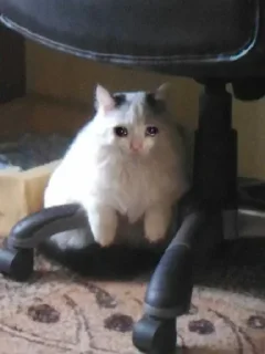 Sticker IpSadCat - 6