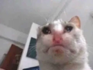 Sticker IpSadCat - 9