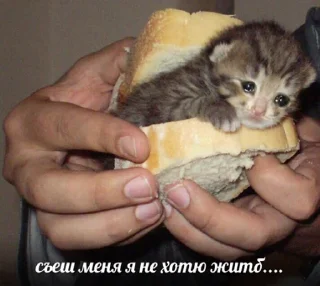 Sticker IpSadCat - 11