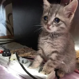 Sticker IpSadCat - 0