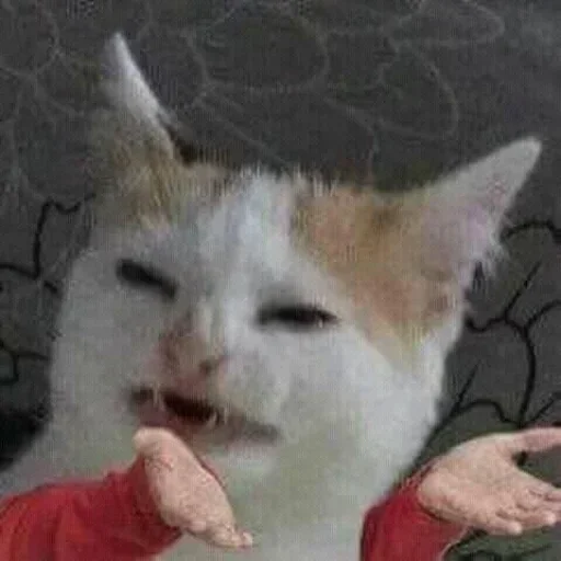 млекопитающее животное кошки малого и среднего размера