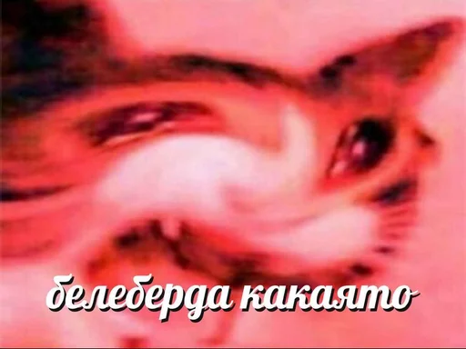 СМС животное кошка