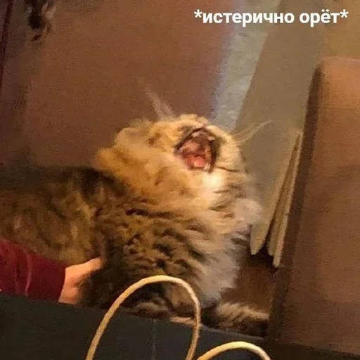 мех животное кошачьи