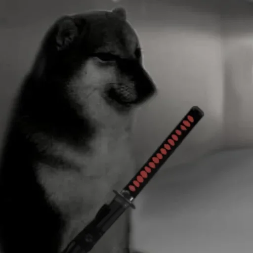 животное собака комнатный