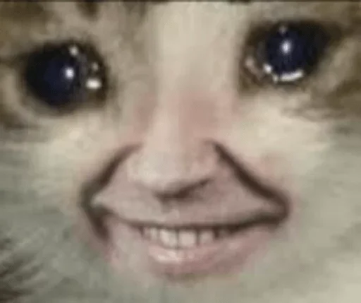 млекопитающее животное кошка