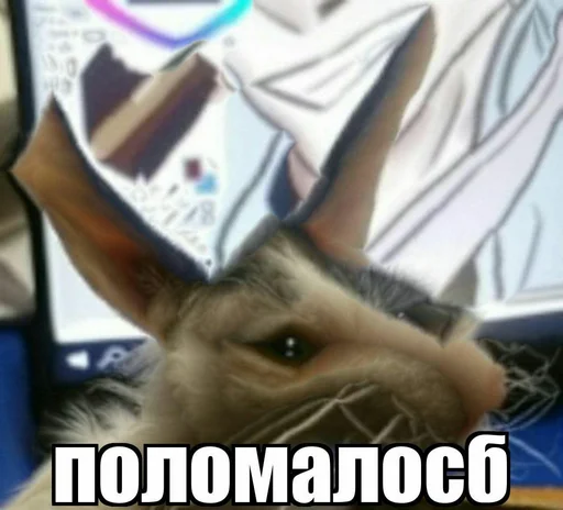 млекопитающее животное кролик