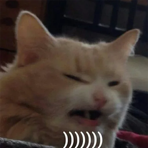 животное млекопитающее кошки малого и среднего размера