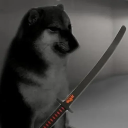 оружие животное собака