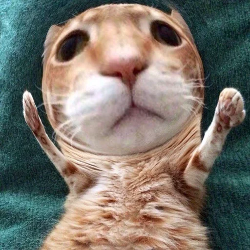 кошка кошки малого и среднего размера млекопитающее