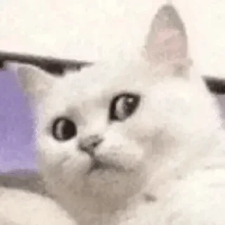 Sticker FavStick - 9