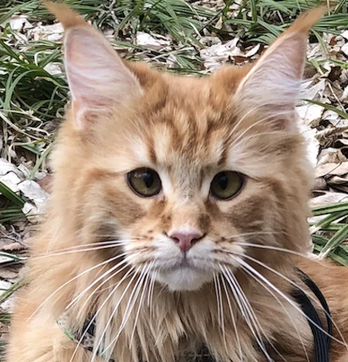 Стикер IriskaTheEbobo - 7