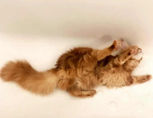 Стикер IriskaTheEbobo - 6