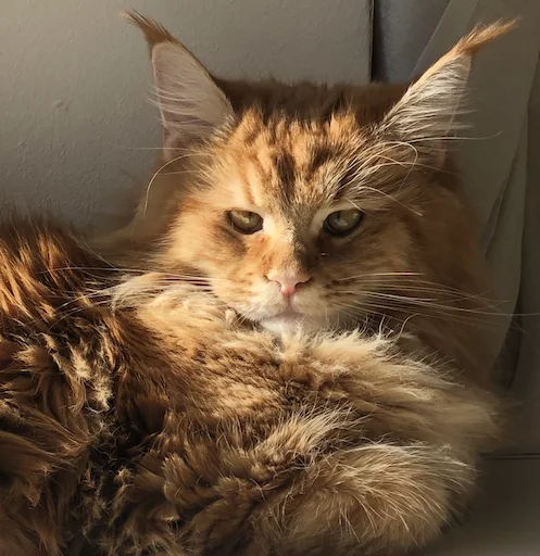 Стикер IriskaTheEbobo - 5