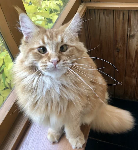 Стикер IriskaTheEbobo - 4