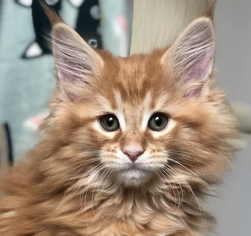 Стикер IriskaTheEbobo - 3