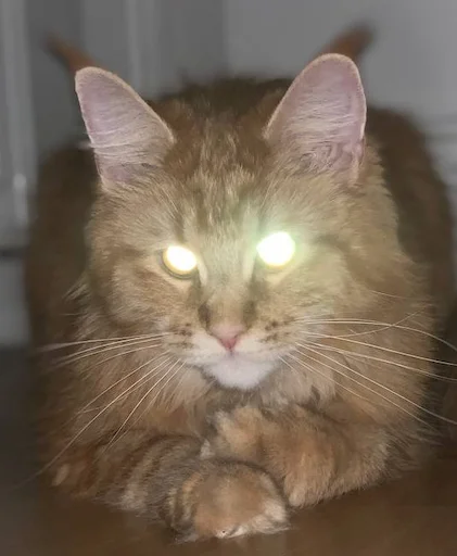 Стикер IriskaTheEbobo - 2